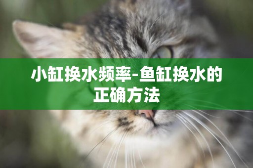 小缸換水頻率-魚缸換水的正確方法