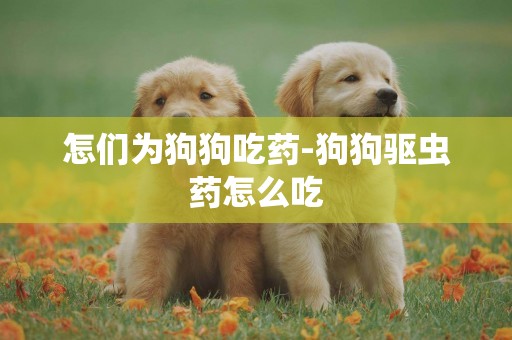 怎們為狗狗吃藥-狗狗驅蟲藥怎么吃