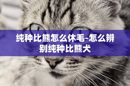 純種比熊怎么休毛-怎么辨別純種比熊犬
