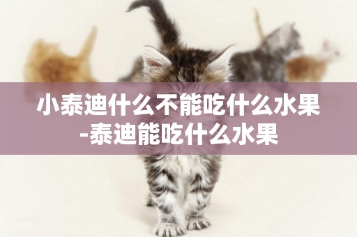 小泰迪什么不能吃什么水果-泰迪能吃什么水果