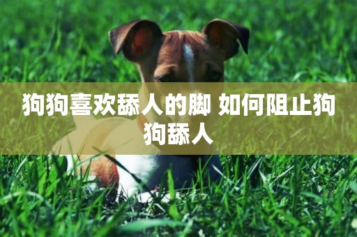 狗狗喜歡舔人的腳 如何阻止狗狗舔人 狗狗喜歡舔人的腳 如何阻止狗狗舔人