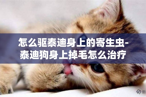怎么驅泰迪身上的寄生蟲-泰迪狗身上掉毛怎么治療