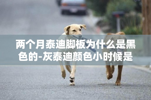 兩個月泰迪腳板為什么是黑色的-灰泰迪顏色小時候是黑色長大為什么就變成灰色了