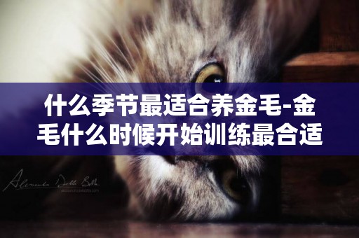 什么季節最適合養金毛-金毛什么時候開始訓練最合適