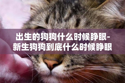 出生的狗狗什么時候睜眼-新生狗狗到底什么時候睜眼