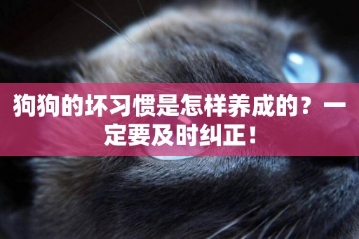 狗狗的壞習慣是怎樣養成的？一定要及時糾正！