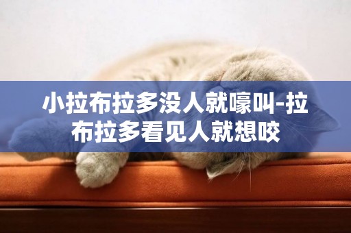 小拉布拉多沒人就嚎叫-拉布拉多看見人就想咬