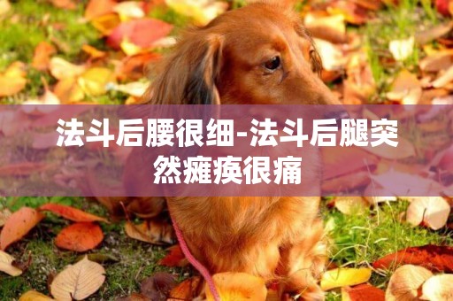法斗后腰很細-法斗后腿突然癱瘓很痛