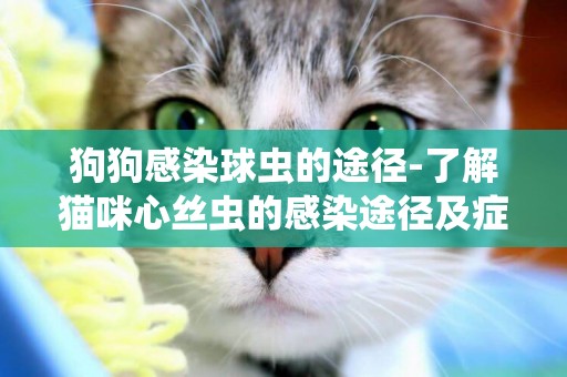 狗狗感染球蟲的途徑-了解貓咪心絲蟲的感染途徑及癥狀