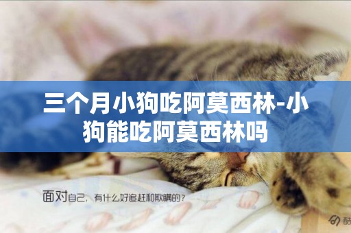三個月小狗吃阿莫西林-小狗能吃阿莫西林嗎