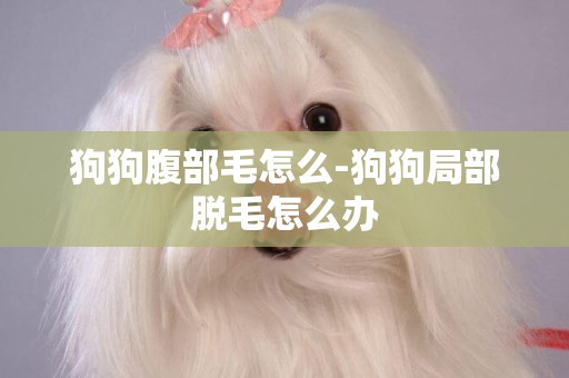 狗狗腹部毛怎么-狗狗局部脫毛怎么辦