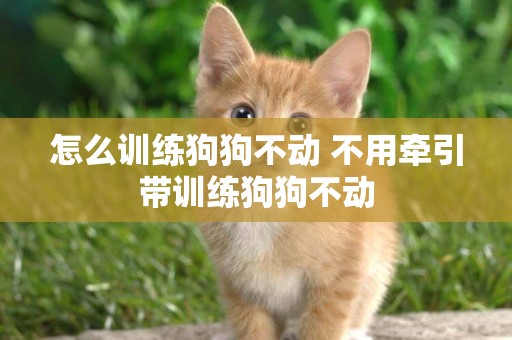 怎么訓練狗狗不動 不用牽引帶訓練狗狗不動 怎么訓練狗狗不動 不用牽引帶訓練狗狗不動