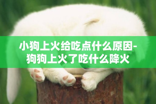 小狗上火給吃點什么原因-狗狗上火了吃什么降火
