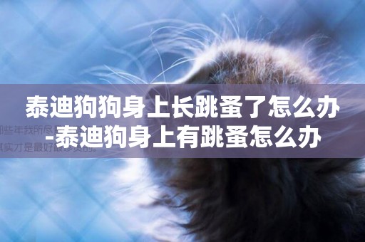 泰迪狗狗身上長跳蚤了怎么辦-泰迪狗身上有跳蚤怎么辦