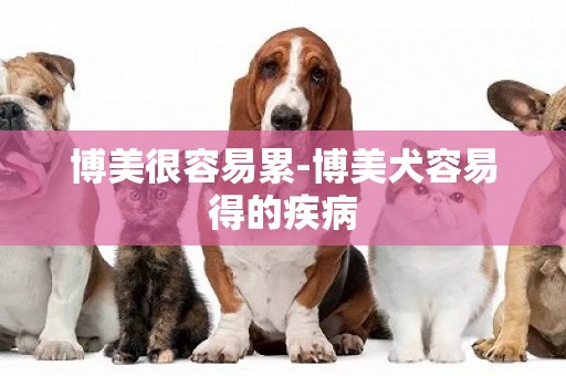 博美很容易累-博美犬容易得的疾病