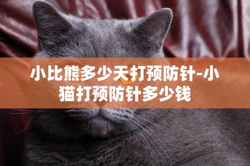 小比熊多少天打預防針-小貓打預防針多少錢