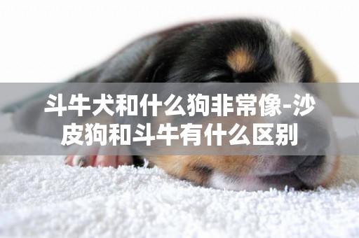 斗牛犬和什么狗非常像-沙皮狗和斗牛有什么區別
