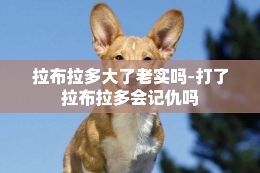 拉布拉多大了老實嗎-打了拉布拉多會記仇嗎
