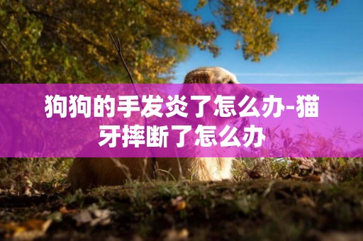 狗狗的手發炎了怎么辦-貓牙摔斷了怎么辦