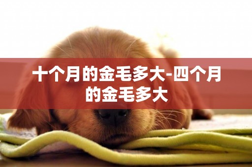 十個月的金毛多大-四個月的金毛多大