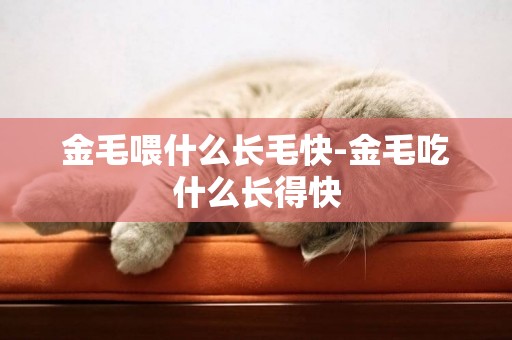 金毛喂什么長毛快-金毛吃什么長得快