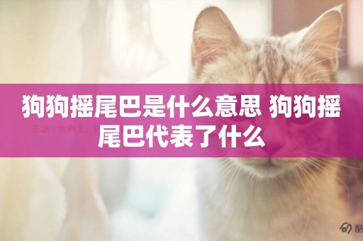 狗狗搖尾巴是什么意思 狗狗搖尾巴代表了什么