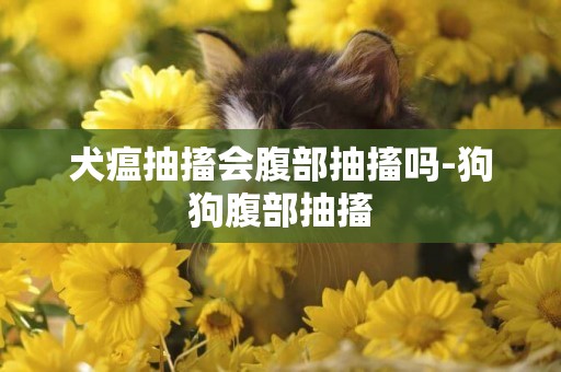 犬瘟抽搐會腹部抽搐嗎-狗狗腹部抽搐