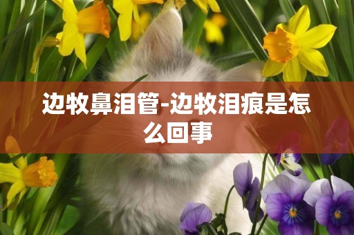 邊牧鼻淚管-邊牧淚痕是怎么回事