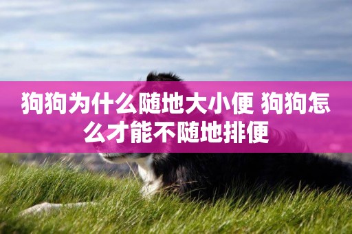 狗狗為什么隨地大小便 狗狗怎么才能不隨地排便 狗狗為什么隨地大小便 狗狗怎么才能不隨地排便