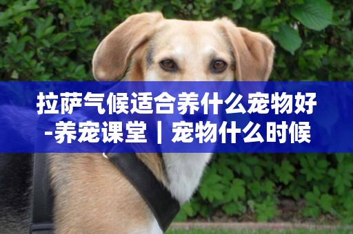 拉薩氣候適合養什么寵物好-養寵課堂｜寵物什么時候做絕育最合適