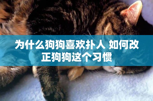 為什么狗狗喜歡撲人 如何改正狗狗這個習慣