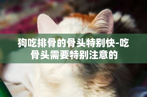 狗吃排骨的骨頭特別快-吃骨頭需要特別注意的
