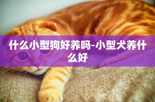 什么小型狗好養嗎-小型犬養什么好