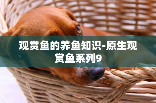 觀賞魚的養魚知識-原生觀賞魚系列9