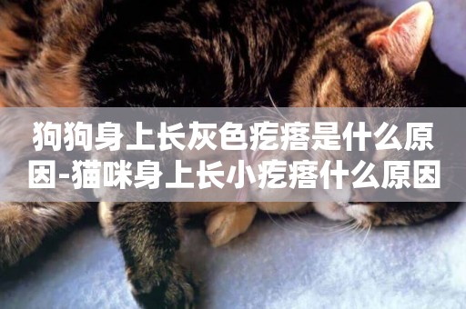 狗狗身上長灰色疙瘩是什么原因-貓咪身上長小疙瘩什么原因
