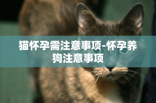 貓懷孕需注意事項-懷孕養狗注意事項