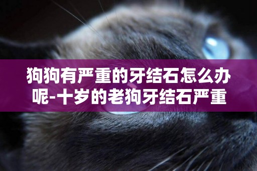 狗狗有嚴重的牙結石怎么辦呢-十歲的老狗牙結石嚴重怎么辦