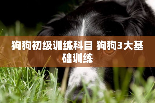 狗狗初級訓練科目 狗狗3大基礎訓練