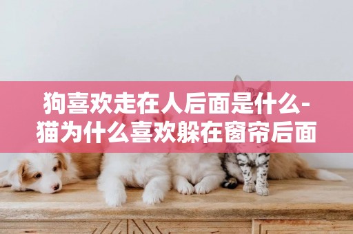 狗喜歡走在人后面是什么-貓為什么喜歡躲在窗簾后面