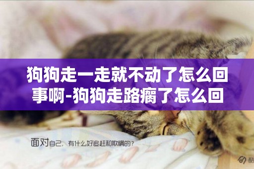 狗狗走一走就不動了怎么回事啊-狗狗走路瘸了怎么回事