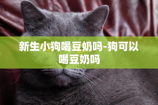 新生小狗喝豆奶嗎-狗可以喝豆奶嗎