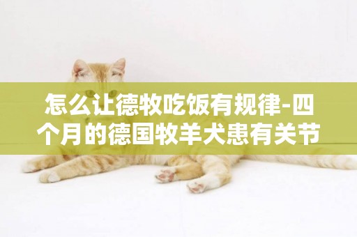 怎么讓德牧吃飯有規律-四個月的德國牧羊犬患有關節炎怎么辦