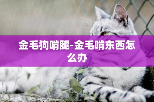 金毛狗啃腿-金毛啃東西怎么辦