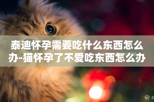 泰迪懷孕需要吃什么東西怎么辦-貓懷孕了不愛吃東西怎么辦