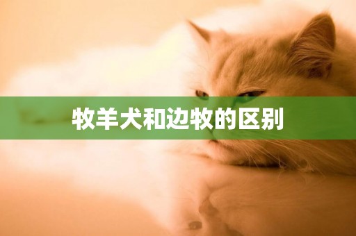 牧羊犬和邊牧的區別