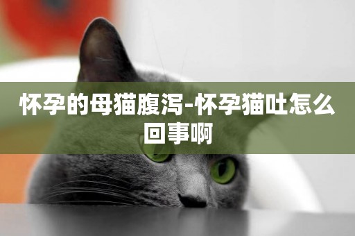 懷孕的母貓腹瀉-懷孕貓吐怎么回事啊