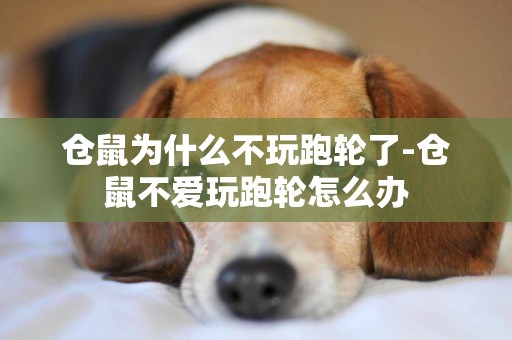 倉鼠為什么不玩跑輪了-倉鼠不愛玩跑輪怎么辦