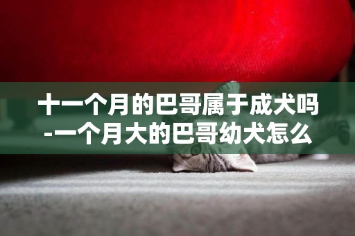 十一個月的巴哥屬于成犬嗎-一個月大的巴哥幼犬怎么養