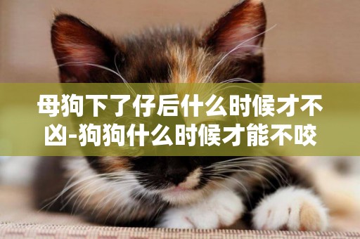 母狗下了仔后什么時候才不兇-狗狗什么時候才能不咬東西