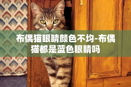 布偶貓眼睛顏色不均-布偶貓都是藍色眼睛嗎
